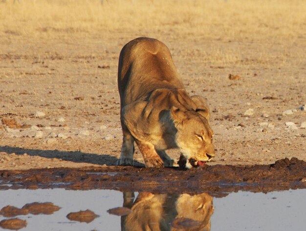 Lioness running on field