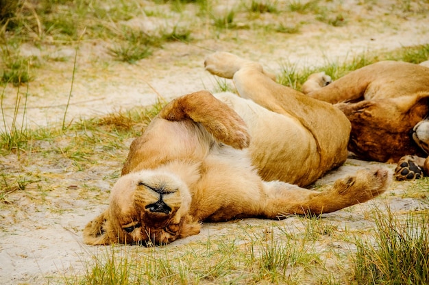 Photo lioness sleeping on field