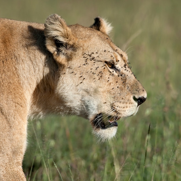 Lioness in the wild