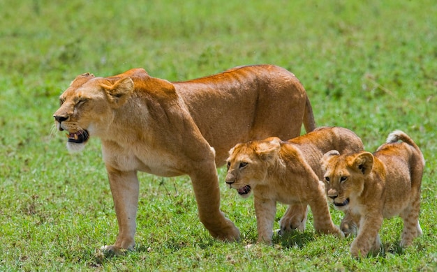 Lioness with cubs in the savannah. National Park. Kenya. Tanzania. Masai Mara. Serengeti.