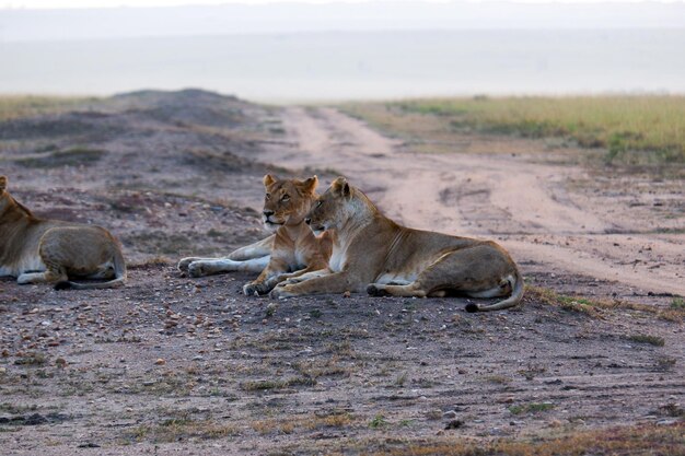 Photo lionesses relax by a dirt path in the maasai mara