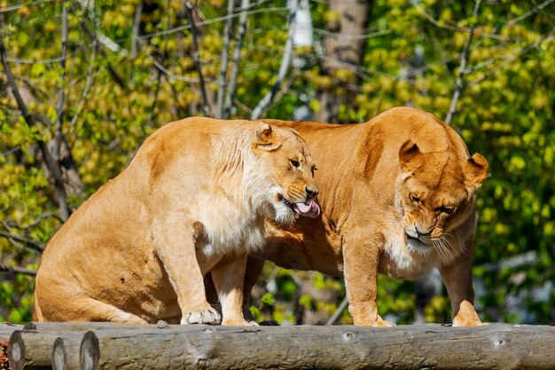 Photo lionesses snarling on wooden perch