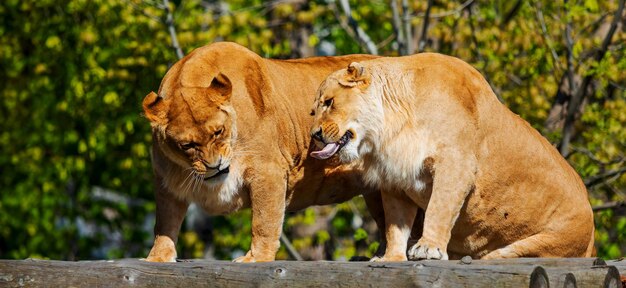 Lionesses Snarling on Wooden Perch