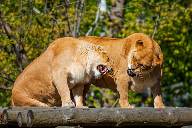 Lionesses Snarling on Wooden Perch