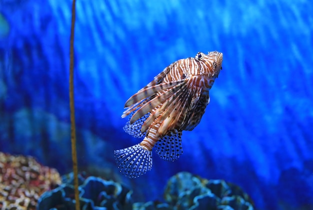 Lionfish Pterois volitans swimming in aquarium tank against coral reefs background