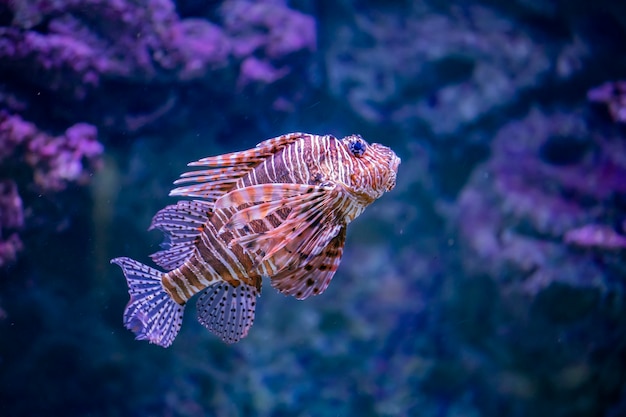 Lionfish in the water