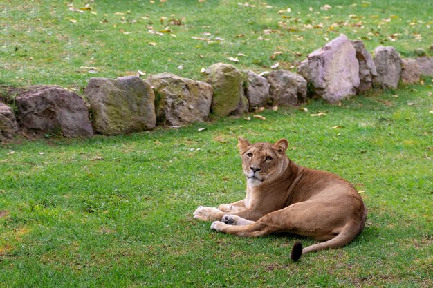 Lions resting in the grass, nature, wild animals.