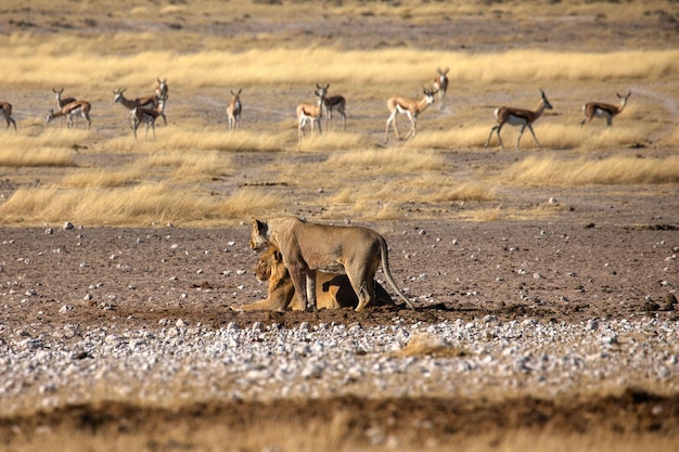 Lions in the savannah in the wild in Africa