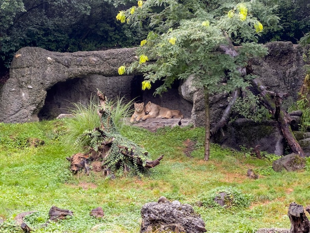 The lions in a zoo enclosure