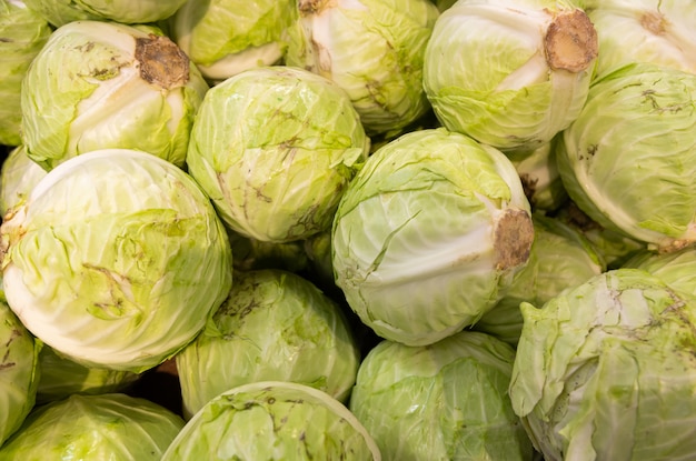 Lipe of white cabbage whole head close-up, cabbage