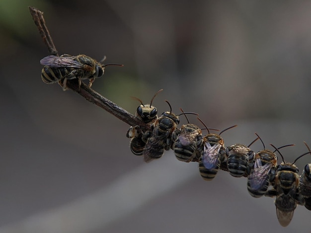 Lipotriches is a large genus of sweat bees in the family Halictidae distributed widely throughout the Eastern Hemisphere though absent from Europe