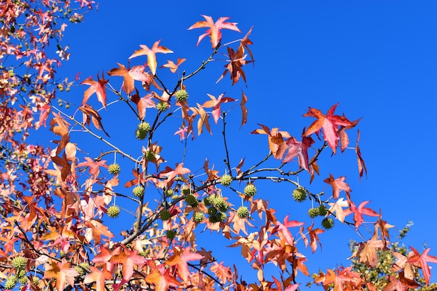 Liquidambar styraciflua fruits and autumn foliage in a park in Bilbao. Basque Country. Spain