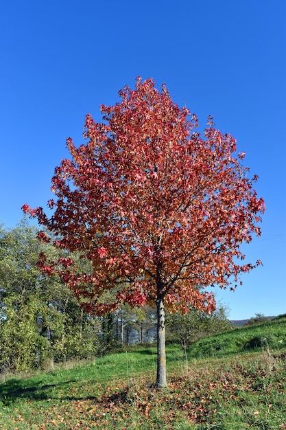 Liquidambar styraciflua with autumn foliage in a park in Bilbao. Basque Country. Spain