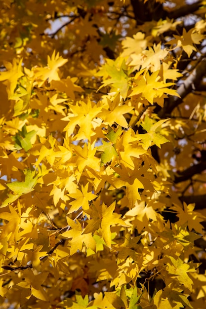 Liquidambar, a tree whose leaves turn yellow in autumn.