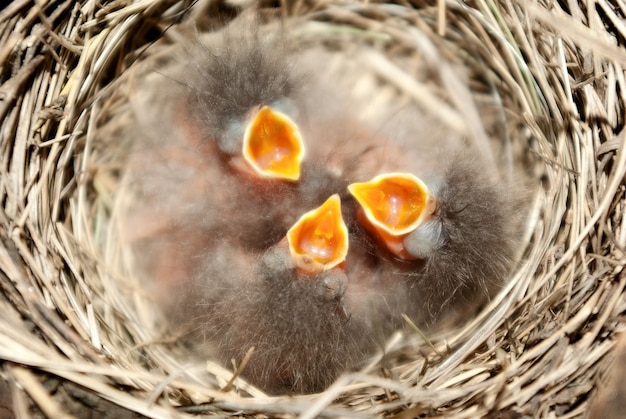 Photo litle hicks in the nest.