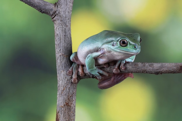 Litoria caerulea tree frog on leaves dumpy frog on branch