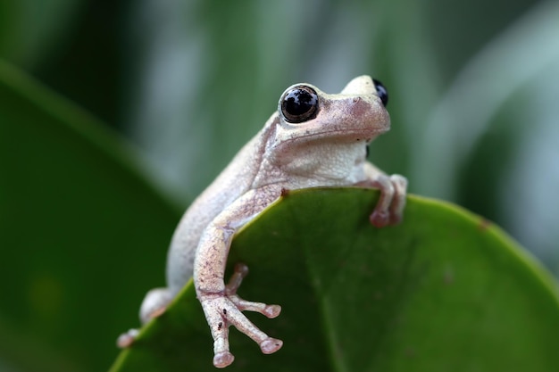 Litoria rubella tree frog on green leaves Australian tree frog closeup on green leaves Desert tree frog closeup