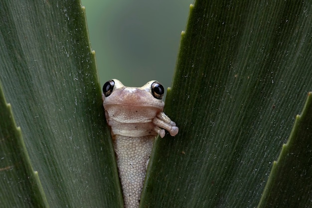 Litoria rubella tree frog among green leaves