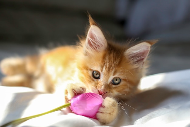 Littel red Maine Coon kitten playing with flower