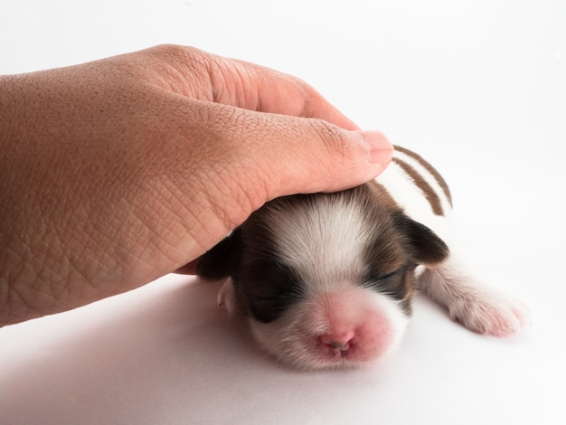 A litter dog, not open eyes. 