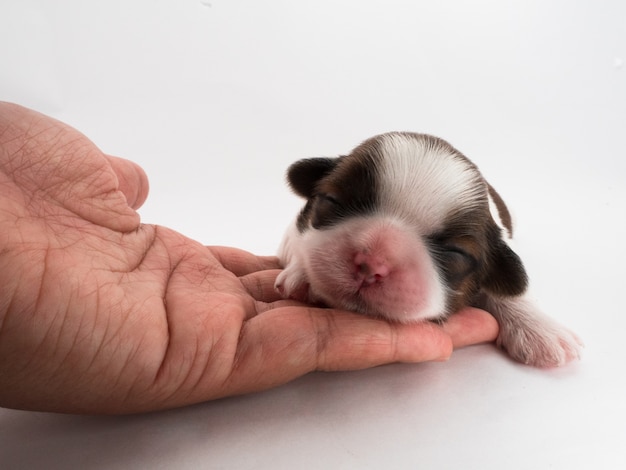 A litter dog, not open eyes. 