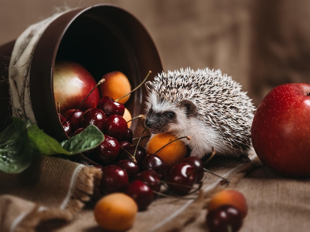 Little african hedgehog