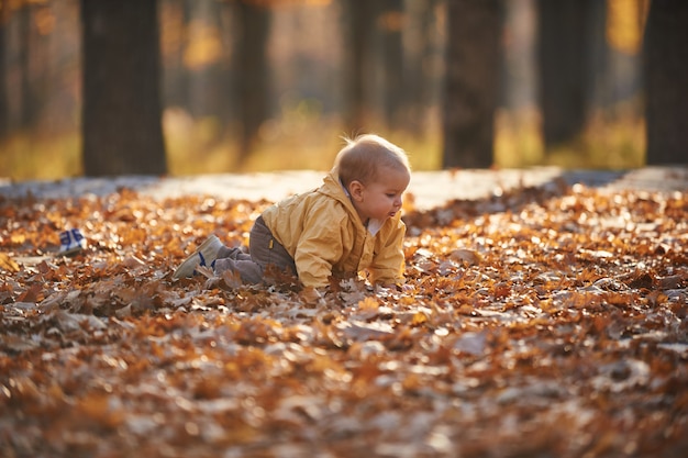 Little baby boy crawling among the fallen leaves in the autumn park at sunny day