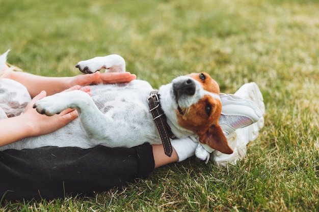 A little baby girl scratches the belly of her Jack Russell Terrier dog A happy dog is lying on the green grass in the park a pet