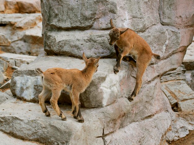 Little baby goats on field in spring