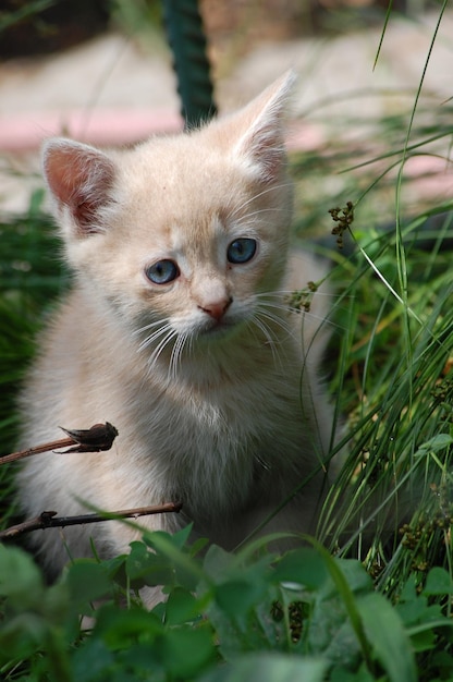 Little beautiful kitten sits in the green grass in the garden