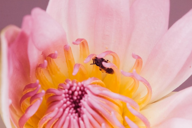 The little bee feeds on the nectar of the blooming purple lotus.