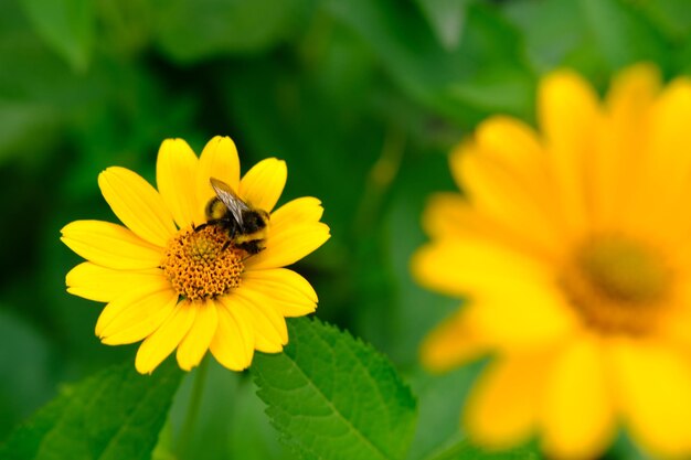 A little bee on mountain arnica Arnica montana on a blurred background