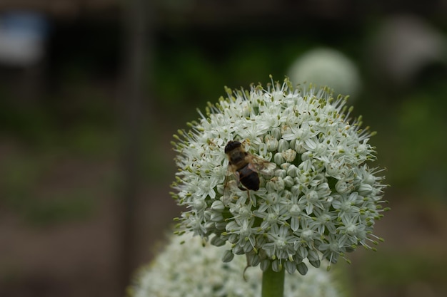 Little bees collects pollen on the white flowera