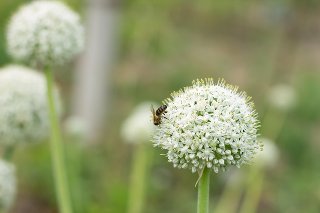 Little bees collects pollen on the white flowera