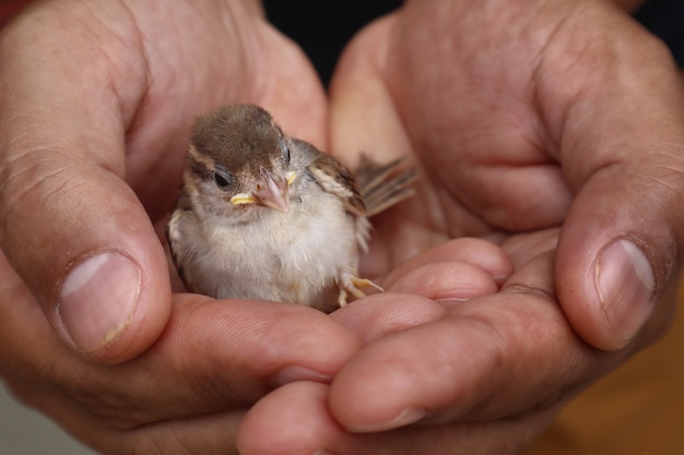 Little bird in hand