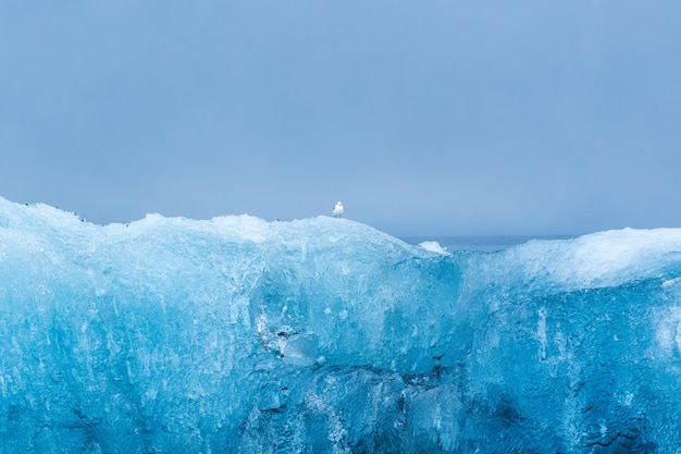 Little bird perching on blue iceberg in glacier lagoon at Jokulsarlon