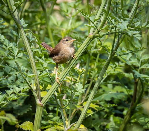 the little bird scans the horizon looking for insects