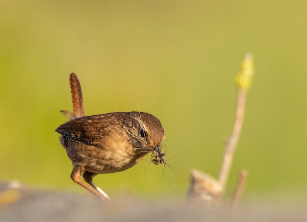 the little bird scans the horizon looking for insects