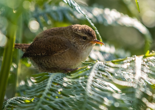 the little bird scans the horizon looking for insects