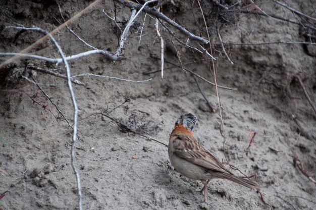 Photo little bird torres del paine natural park chile patagonia