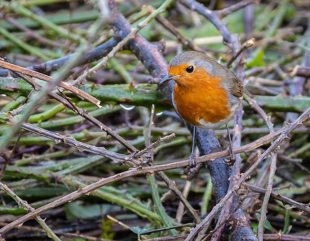 The little birds pose in Nature on winter mornings!