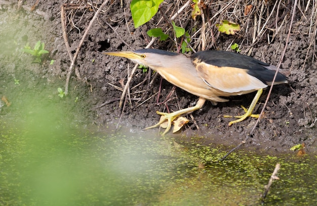 Little bittern Ixobrychus minutus The male bird walks along the shore of the pond he hunts