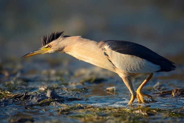 Little bittern standing in the water and looking for food