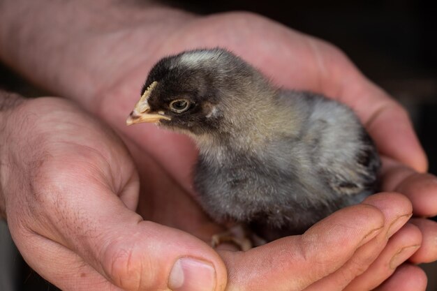 Little black chick on the palm gets to know the world