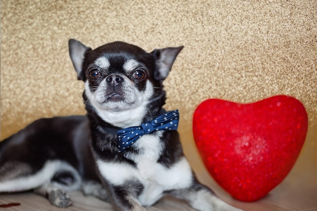 Little black chihuahua dog with bow tie and red heart for Valentine's Day