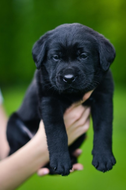 Little black dog breed Labrador Retriever on hands at man Labrador puppy on green grass