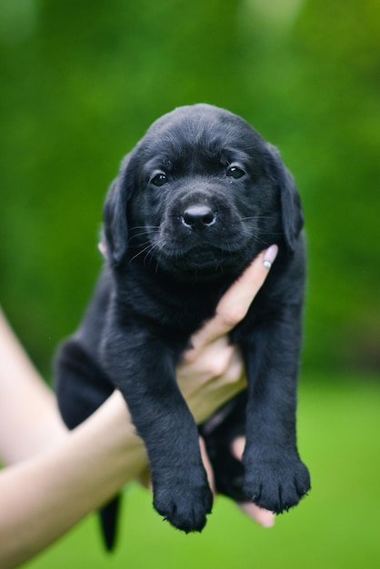 Little black dog breed Labrador Retriever on hands at man Labrador puppy on green grass