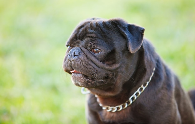 Little black dog in the park 