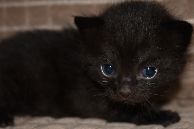 Photo little black fluffy kitten with blue eyes