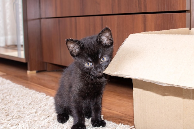 Little black kitten gnawing on a box